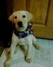 puppies for sale in northwest indiana puppies for sale puppy s northwest indiana deposit list pups writz kennels pups puppies for sale in northwest indiana puppies for sale puppy s northwest indiana deposit list pups writz kennels pups
